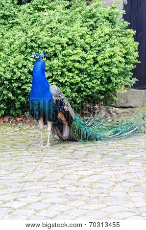 The Peacock