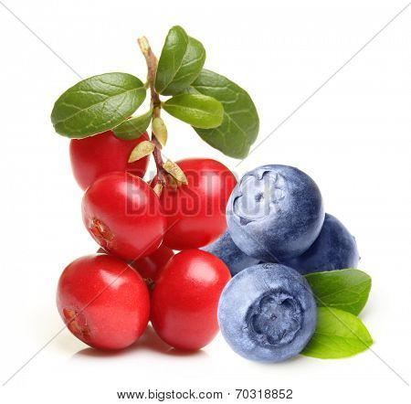 Forest berry cowberry and  blueberry with leaves isolated.