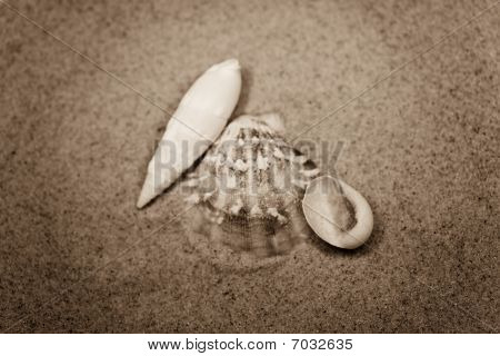 Shell