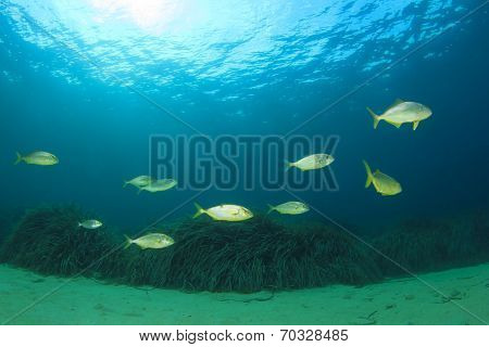 School of Amberjack fish in Mediterranean Sea