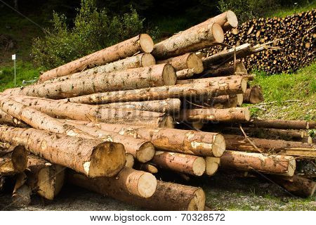 Tree Trunks
