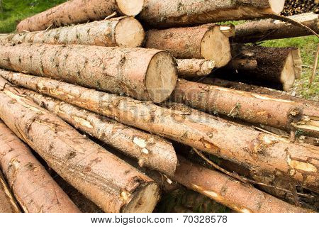 Tree Trunks