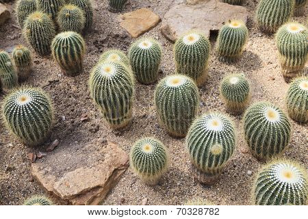Cactus Echinopsis Calochlora In Green House