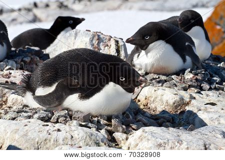 Female Adelie Penguin Sitting On The Eggs In The Colony