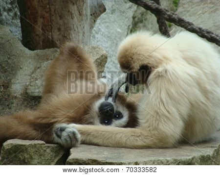 Monkey love