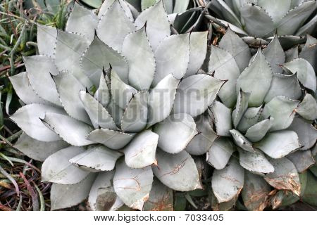 Mescal