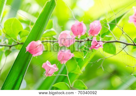 Paper Flowers Or Bougainvillea