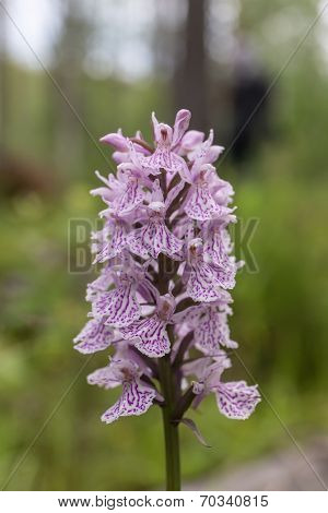 Orchis Closeup