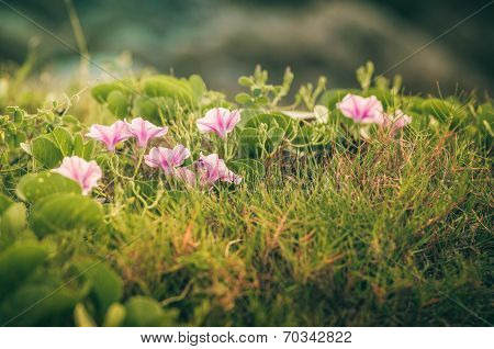 Morning Glory Or Convolvulaceae Flowers Vintage
