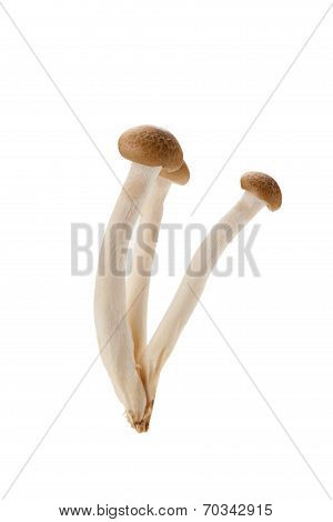 Brown Shimeji Mushroom