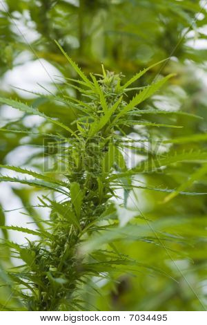 Cannabis Sativa.
