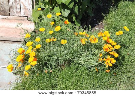 Beautiful yellow flowers with green stalks and grass in a dacha garden