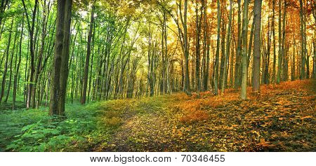 Two seasons in the forest summer and autumn 