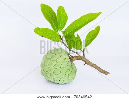 Sugar Apples Or Annona Squamosa Linn