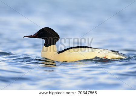 Common Merganser