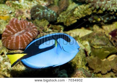 Hippo Blue Tang dans l'Aquarium