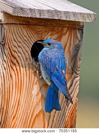 Mountain Bluebird