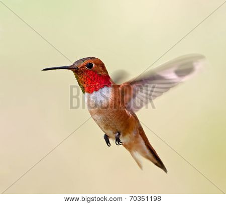 Rufous Hummingbird