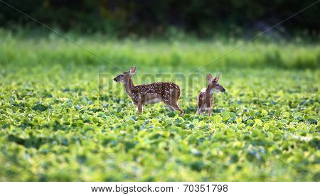 Whitetailed Deer Fawns