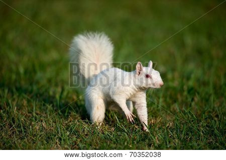 White Squirrel In The Grass