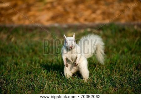 White Squirrel In The Grass