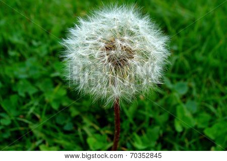 Dandelion