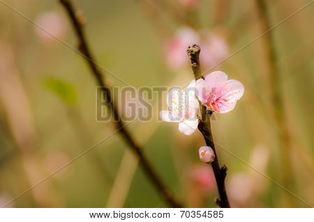 Sweet plums blossom