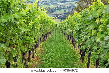 Grapevine