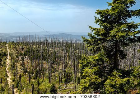 Dying Forests