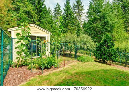 Countryside Backyard With Sunflowers