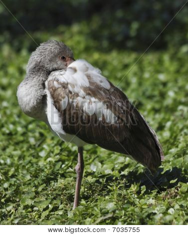 Juvenilní bílá Ibis