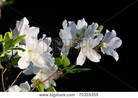 Rhododendron Schlippenbachii (royal Azalea)