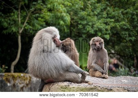 Baboon Family