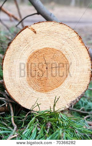 Pine Wood Tree Rings Or Log. Outdoors Closeup.