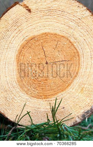 Pine Wood Tree Rings Or Log. Outdoors Closeup.