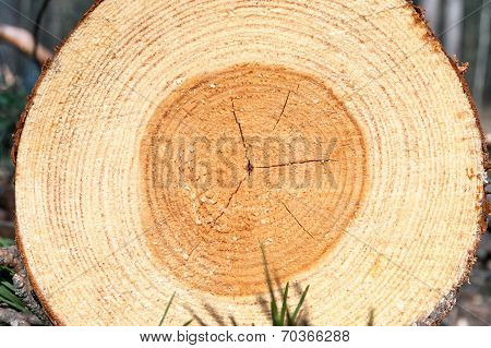 Pine Wood Tree Rings Or Log. Outdoors Closeup.