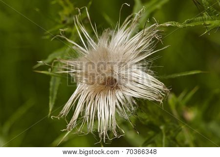 Flora - Mary Thistle