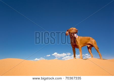 Dog Standing In Desert
