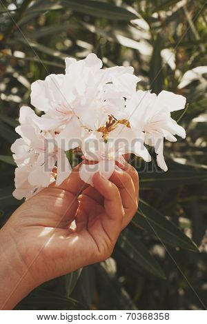Woman hand picking flowers in summer