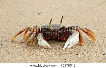 Crab