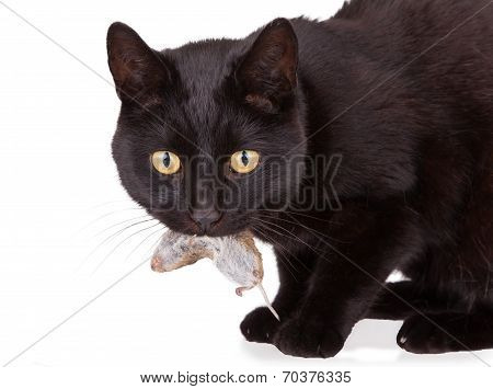 Black Cat With His Prey, A Dead Mouse