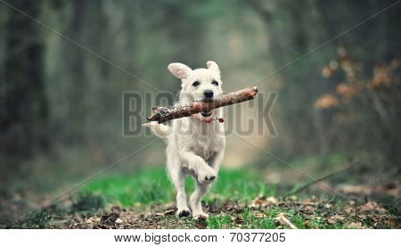 White puppy playing