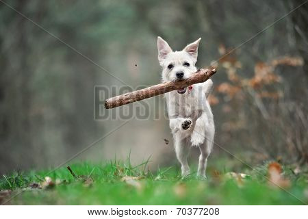 White puppy playing