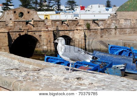 Seagull.