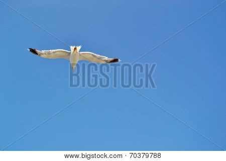 Seagull.