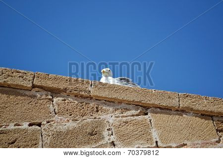 Seagull.