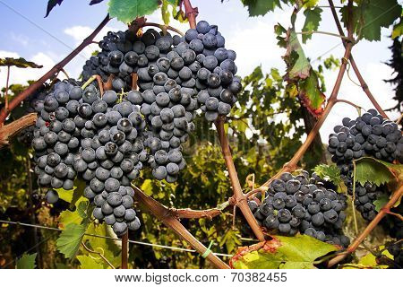 Large Cluster Of Ripe Sangiovese Grapes
