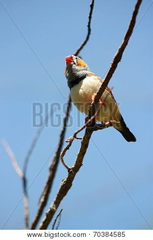 Zebra Finch (male)