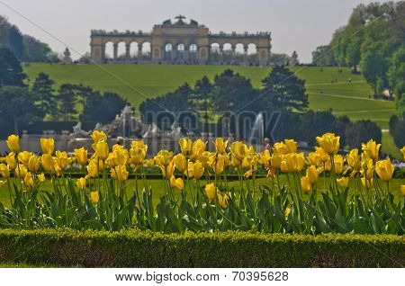 Yellow tulips in front of Gloriette building at the top of Schenbrunn park and palace in Vienna