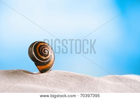 bright polymita shell on white beach sand under the sun light, shallow dof